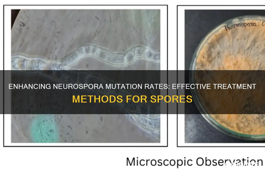 how were neurospora spores treated to increase the mutation rate