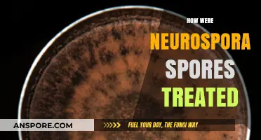 Neurospora Spores Treatment: Techniques and Methods for Optimal Results