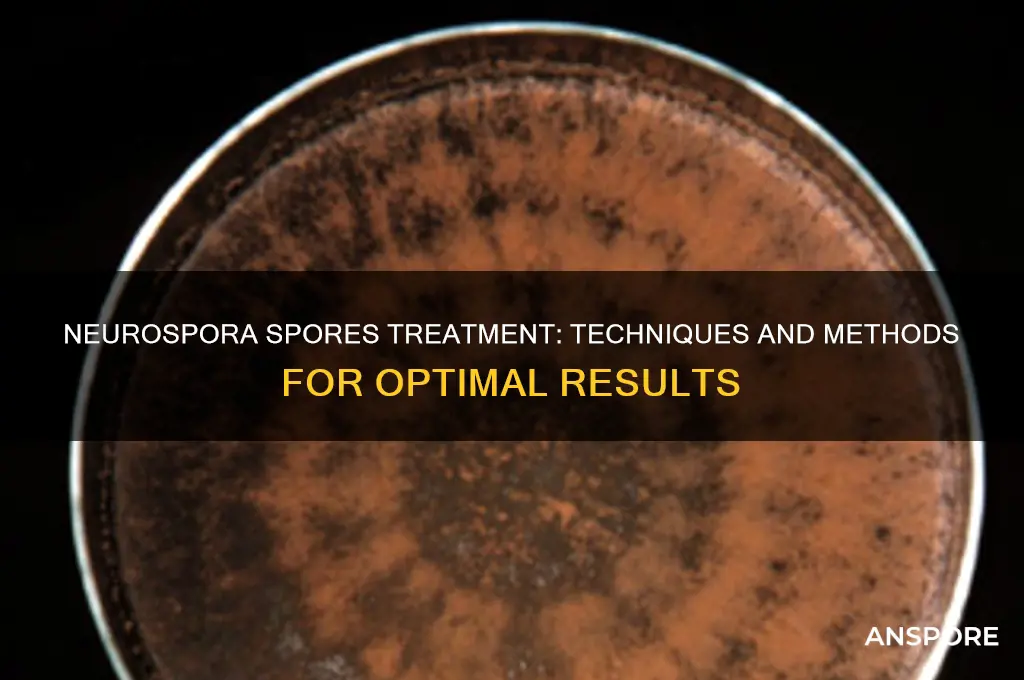 how were neurospora spores treated