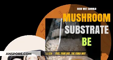 Perfect Moisture Levels: How Wet Should Mushroom Substrate Be?
