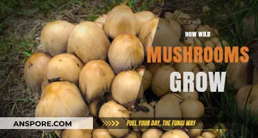 Unveiling the Fascinating World of Wild Mushroom Growth and Habitat
