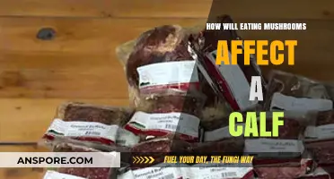 Mushrooms in Calf Diets: Effects, Risks, and Nutritional Impact