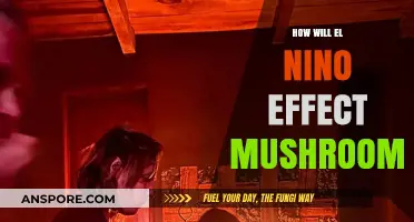 El Niño's Impact: How Climate Shifts Affect Mushroom Growth and Harvests