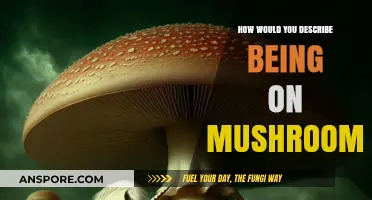 Exploring the Surreal: A Journey Through the Mushroom Experience