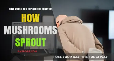 Unveiling the Fascinating Geometry of Mushroom Sprouting Patterns