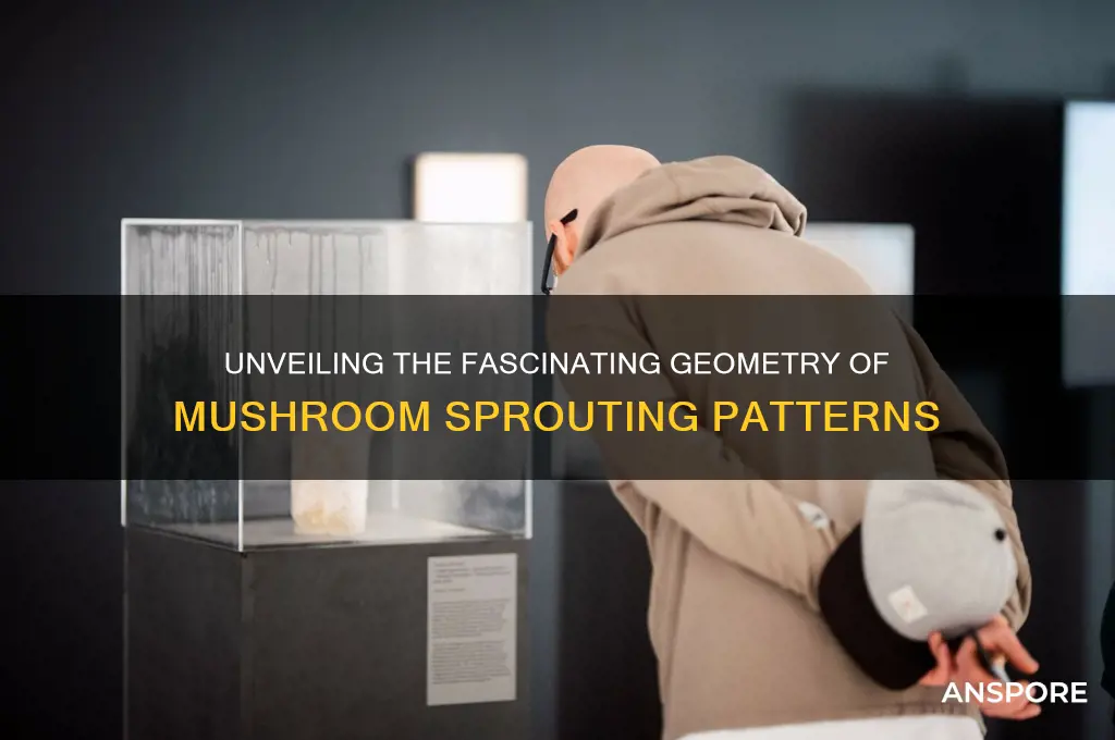 how would you explain the shape of how mushrooms sprout