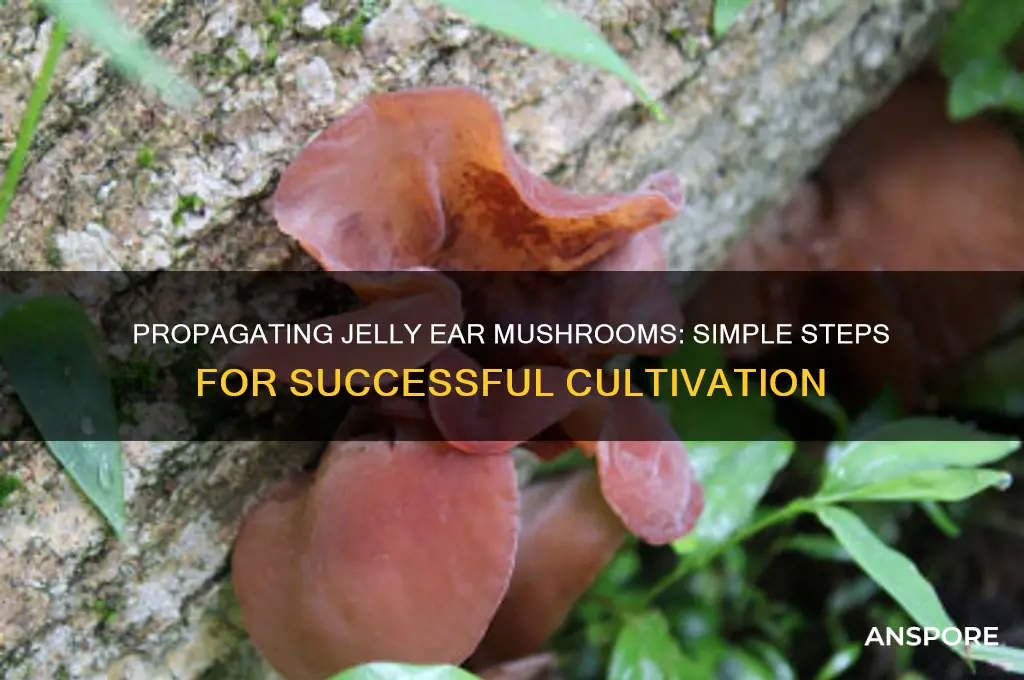 how yo propagate jelly ear mushroom