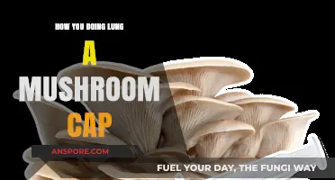 Mastering Mushroom Cultivation: A Guide to Growing Perfect Lung Oyster Caps