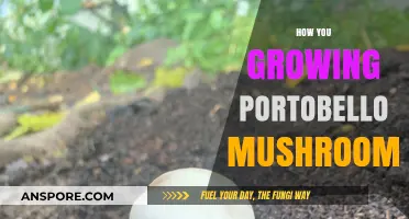 Mastering Portobello Mushroom Cultivation: A Step-by-Step Growing Guide