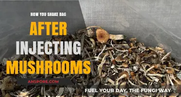 Mastering Mushroom Inoculation: The Art of Shaking Grow Bags Post-Injection