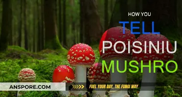 Deadly Mushroom Identification: What to Look For