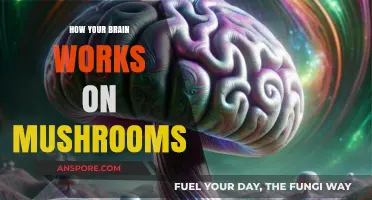 Unveiling the Psychedelic Mind: How Mushrooms Alter Brain Function