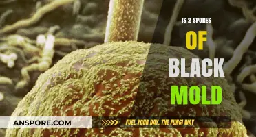 Understanding the Risks: 2 Spores of Black Mold Explained