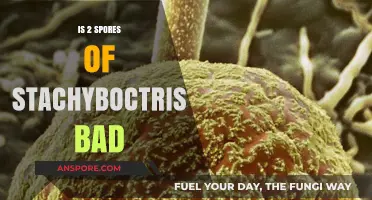 Are 2 Stachybotrys Spores Harmful? Understanding Mold Exposure Risks