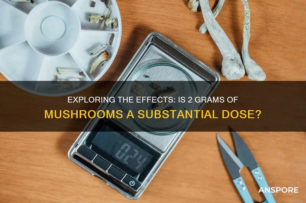 is 2g of mushrooms a lot