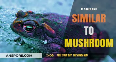 Exploring 5-MeO-DMT: How It Compares to Psilocybin Mushrooms