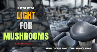 Sufficient Glow: Is 5000K Lighting Optimal for Mushroom Growth?