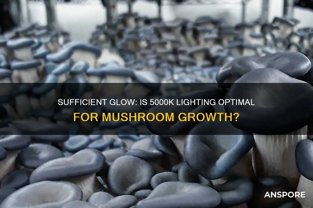 is 5000k enough light for mushrooms