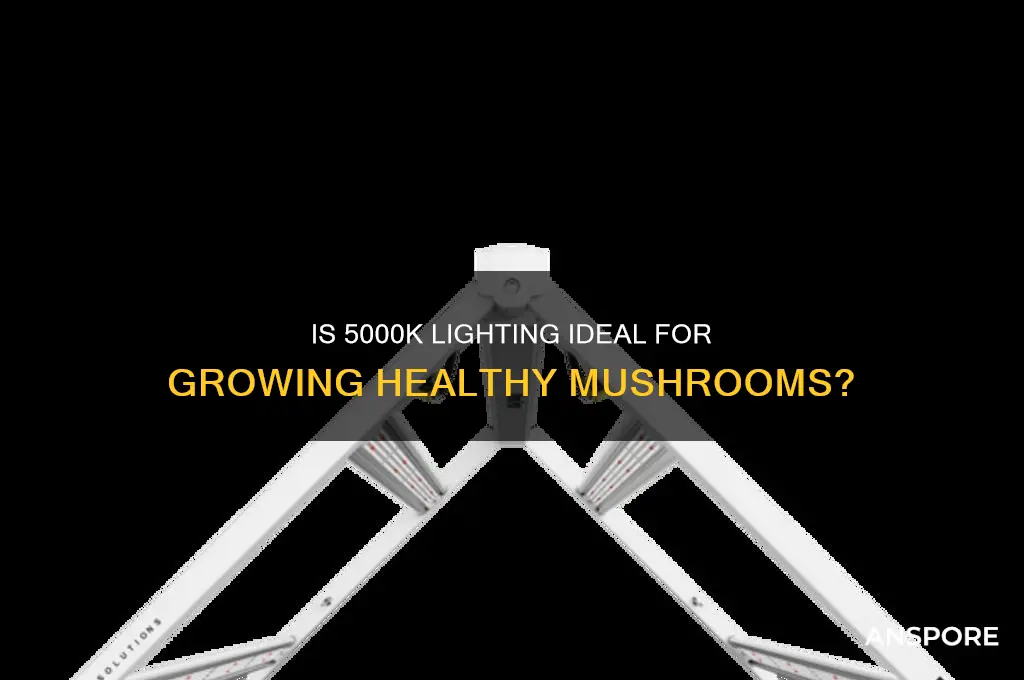 is 5000k good for mushrooms
