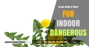 Is 590 Spore Count of Mold Indoors Dangerous? Find Out Now
