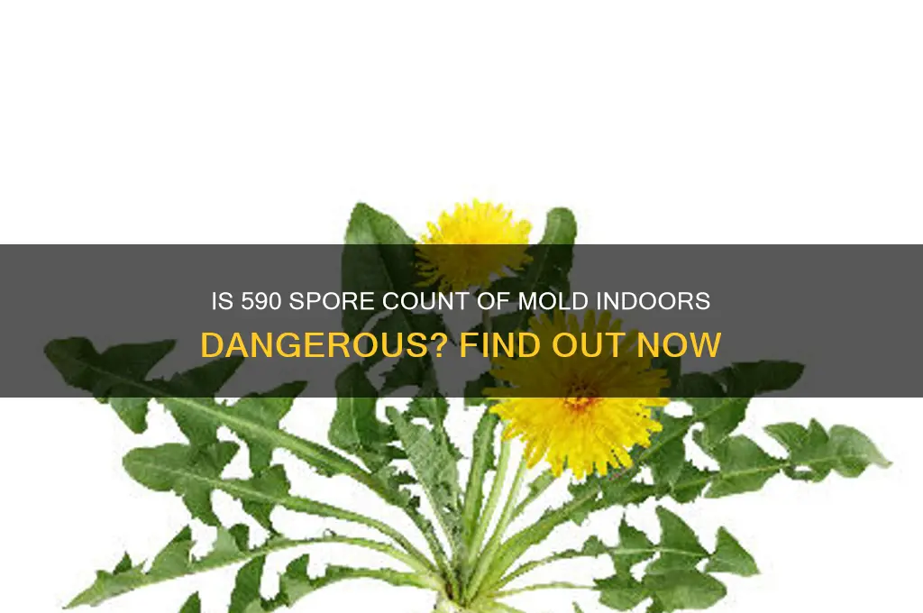 is 590 spore of mold for indoor dangerous