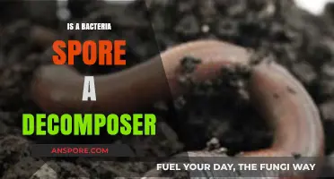 Are Bacterial Spores Decomposers? Unraveling Their Role in Ecosystems