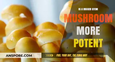 Does Mushroom Potency Increase with Larger Stem Size?