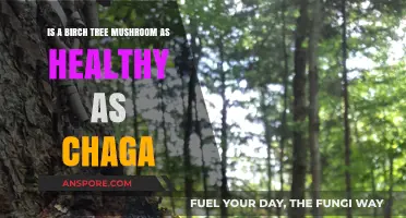 Birch Tree Mushroom vs. Chaga: Comparing Health Benefits and Uses
