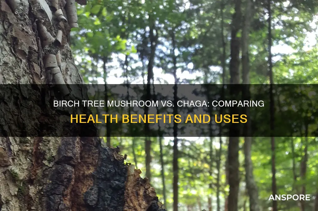 is a birch tree mushroom as healthy as chaga