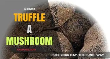 Are Black Truffles Mushrooms? Unveiling the Fungal Mystery