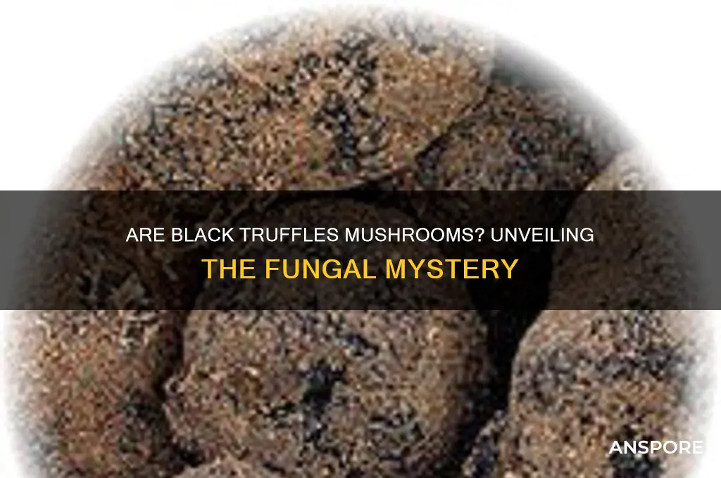 is a black truffle a mushroom