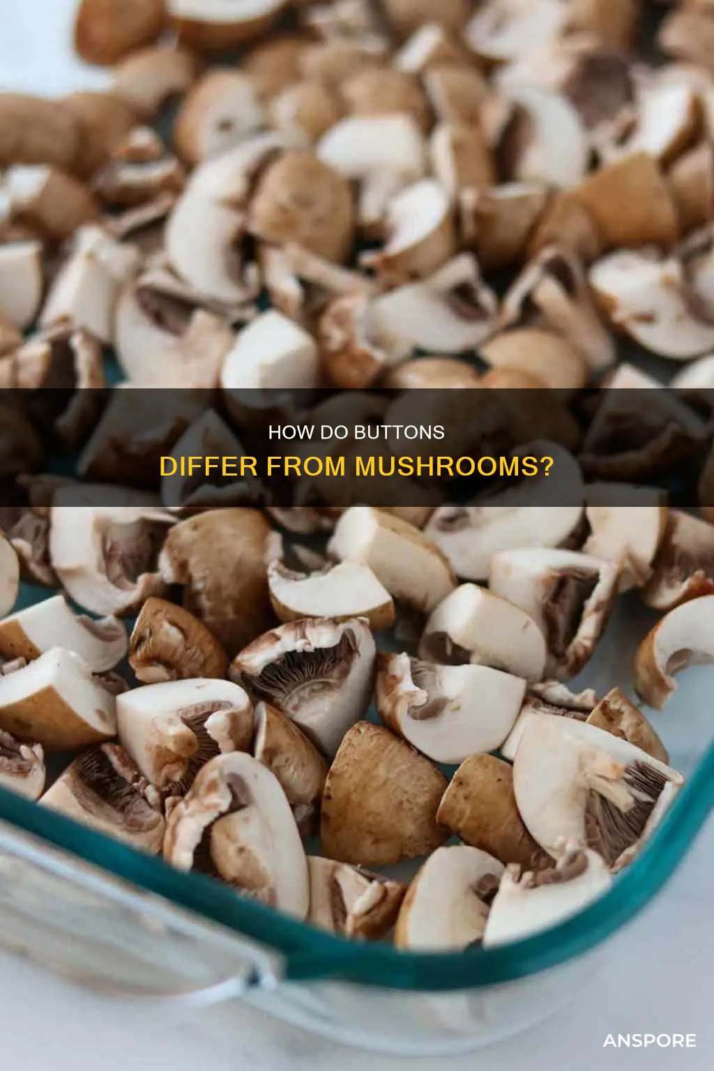 is a button a mushroom