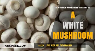 Button vs. White Mushrooms: Unraveling the Culinary Confusion