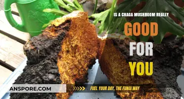 Chaga Mushroom Benefits: Fact or Fiction? Unveiling Its Health Claims