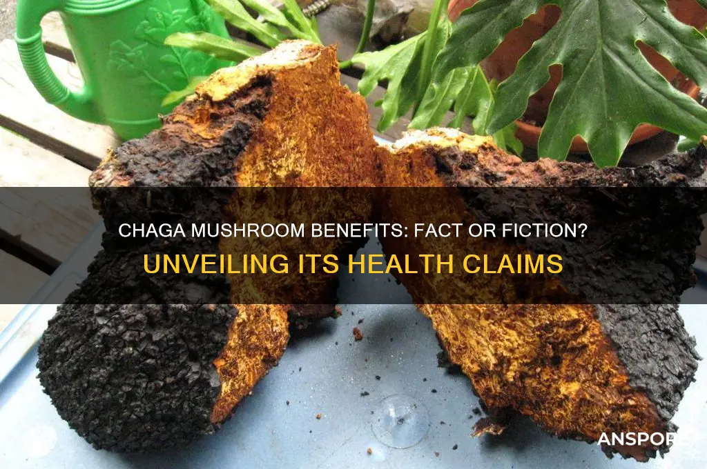 is a chaga mushroom really good for you