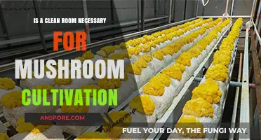 Clean Rooms for Mushroom Cultivation: Essential or Overkill?