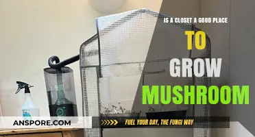 Can You Grow Mushrooms in a Closet? Pros, Cons, and Tips