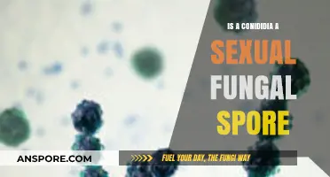 Conidia: Asexual Spores or Sexual Fungi? Unraveling the Mystery