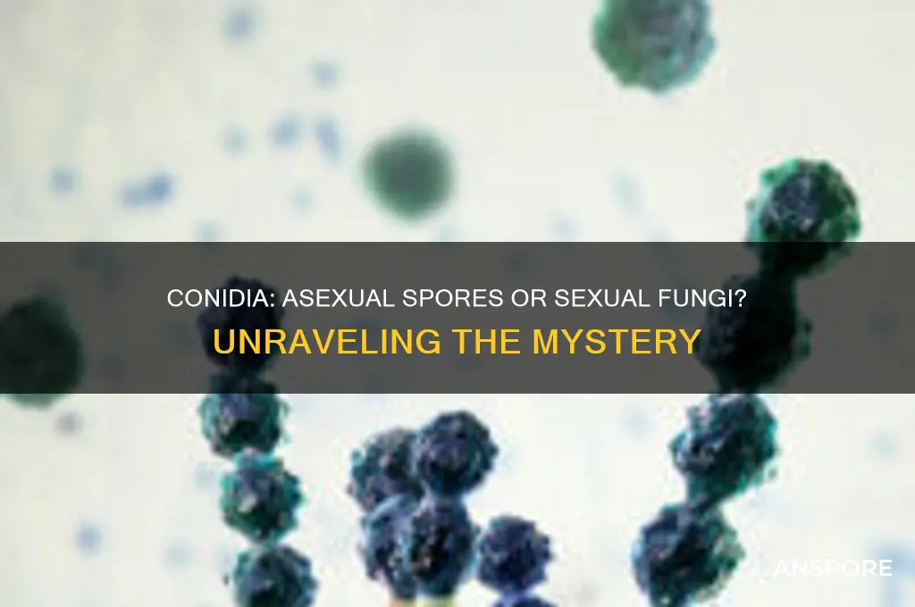 is a conididia a sexual fungal spore