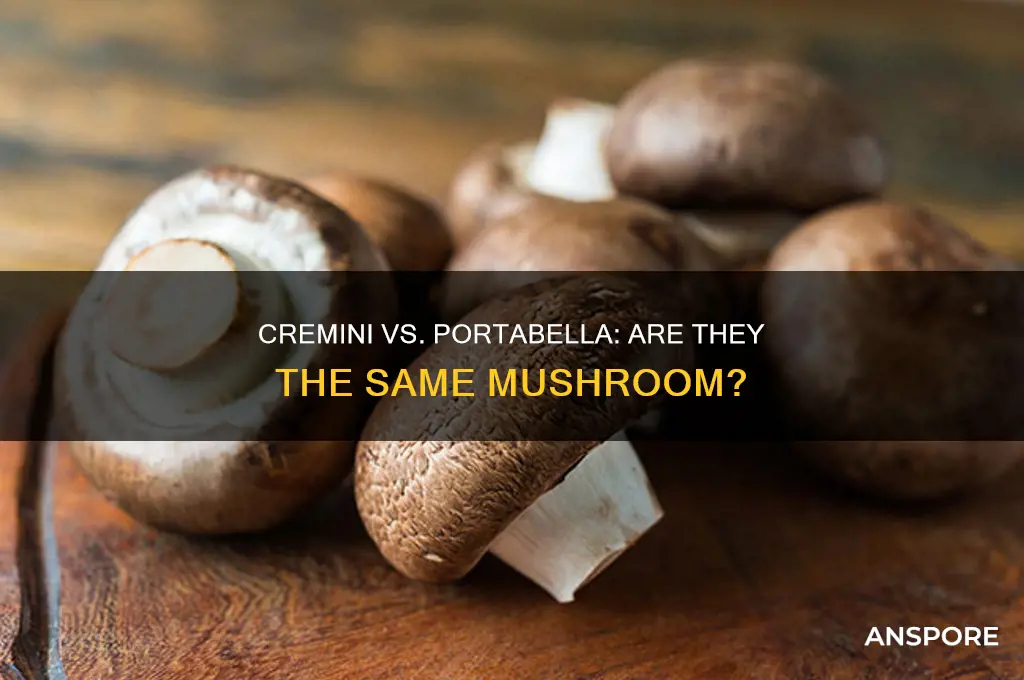 is a cremini mushroom a portabella mushroom