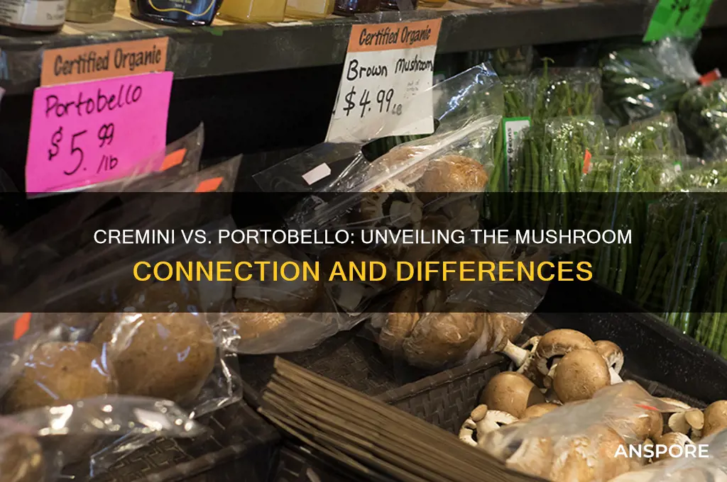 is a cremini mushroom a portobello