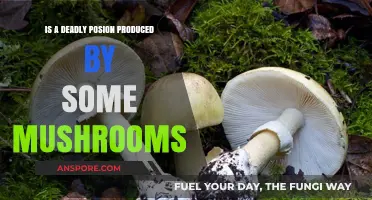 Deadly Mushroom Toxins: Unveiling Nature's Silent Killers in Fungi