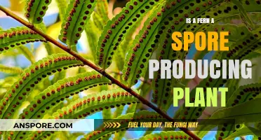 Are Ferns Spore Producers? Unveiling Their Unique Reproduction Methods