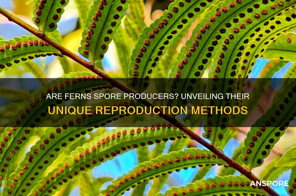 is a fern a spore producing plant