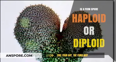 Fern Spore Mystery: Unveiling Haploid vs Diploid Nature Explained
