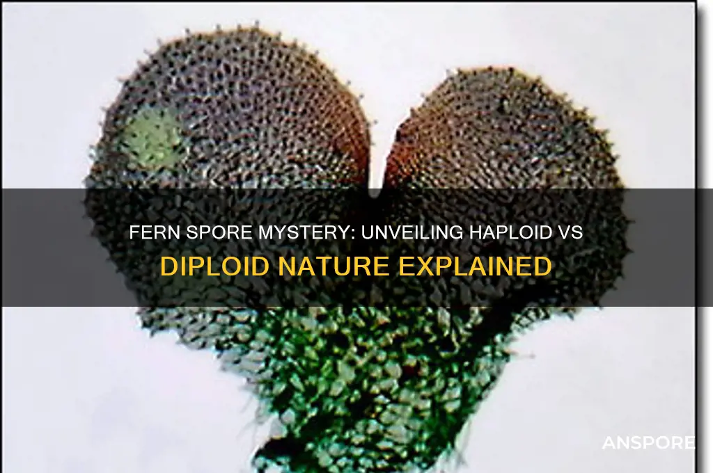 is a fern spore haploid or diploid