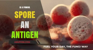 Are Fungal Spores Antigens? Unraveling Their Role in Immune Responses