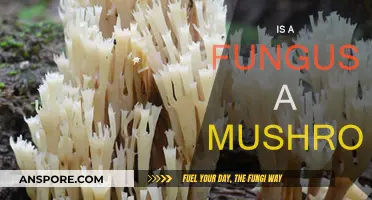 Fungus and Mushrooms: What's the Deal?