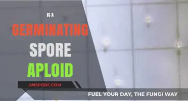 Understanding Germinating Spores: Are They Aploid or Haploid?