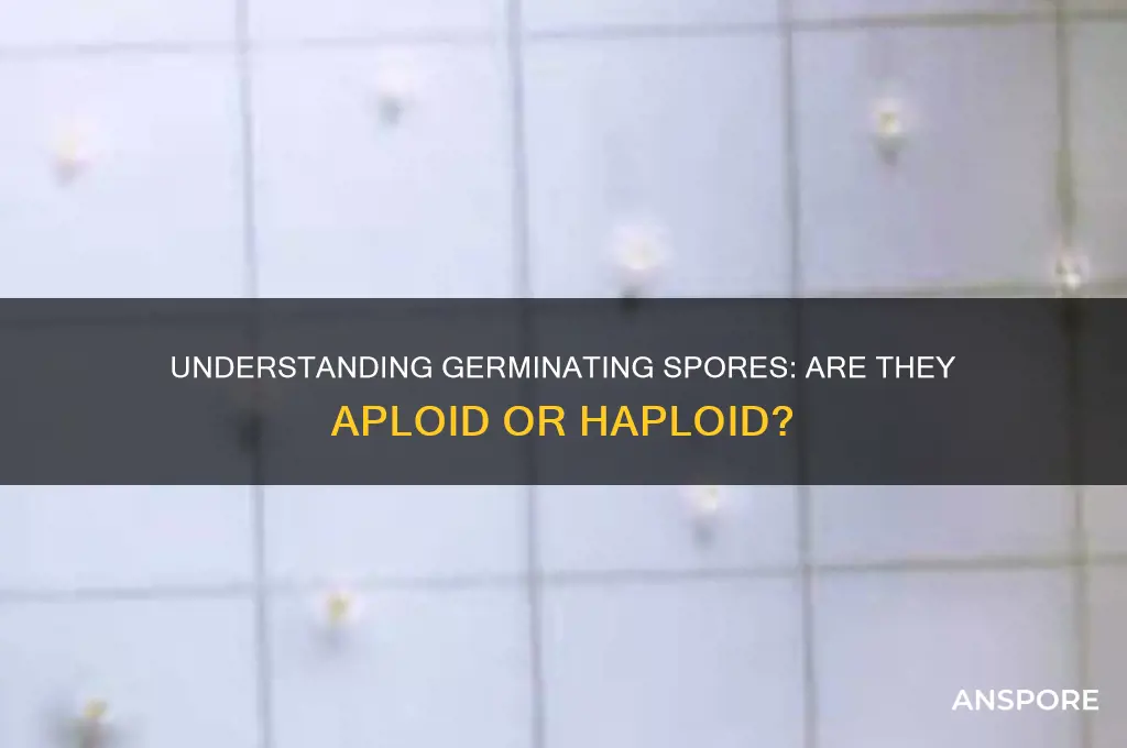 is a germinating spore aploid